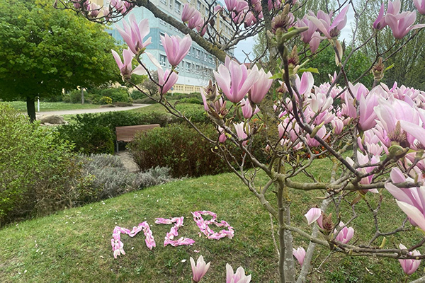 Magnolienbaum im UMMD-Campusgarten