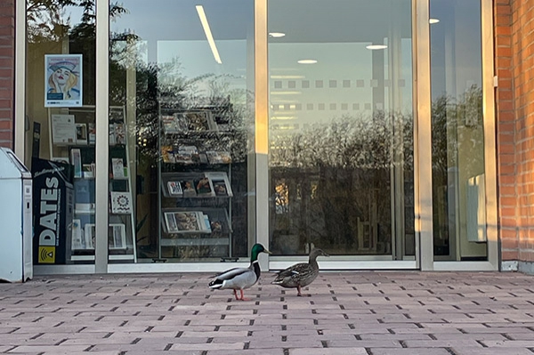 morgendliche Besucher