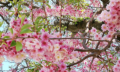 Baumblüte