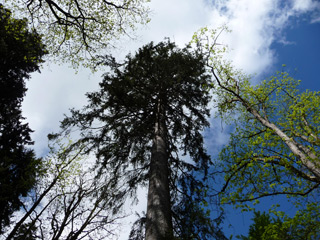 Lichtblick-Naujokat