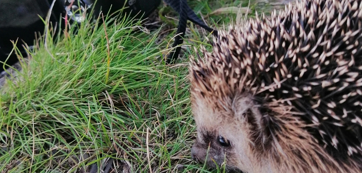 Ausschnitt aus Foto von Sandy Zöllner